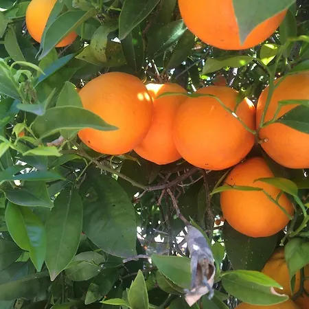 Cortijo Andaluz